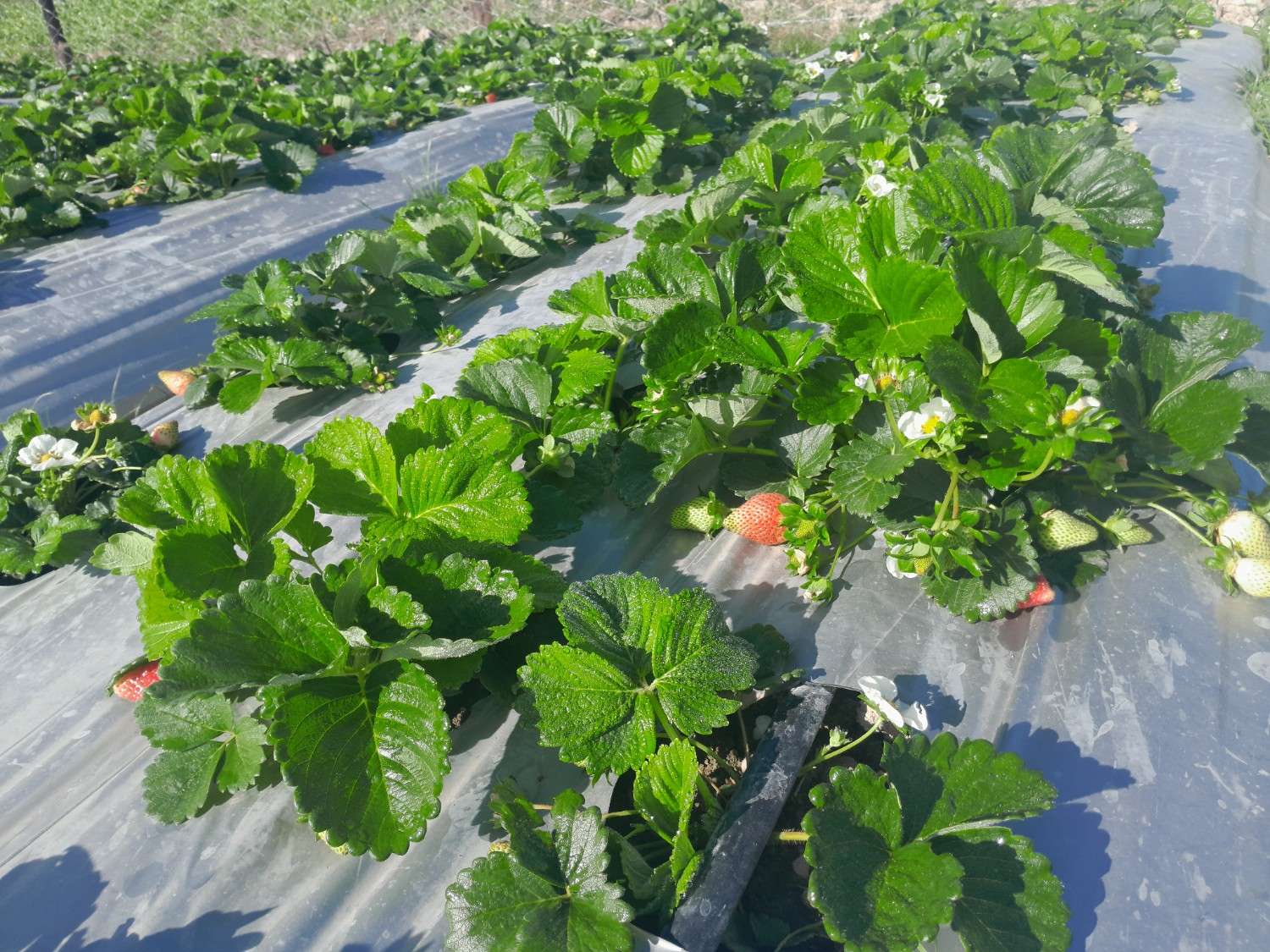 Fresh Strawberries