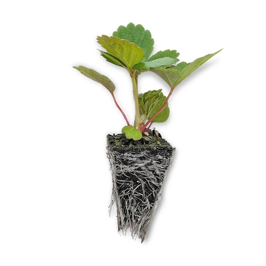 Seedlings