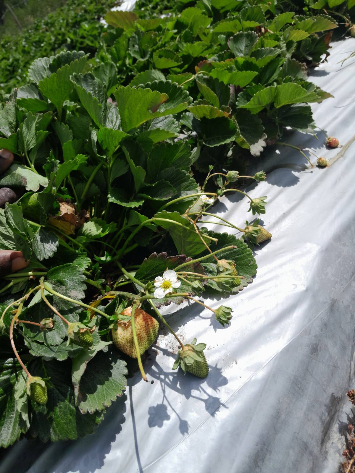 Sustainable Field